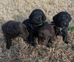 Small Photo #5 Boykin Spaniel-Goldendoodle Mix Puppy For Sale in MORGANTON, NC, USA
