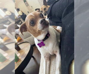 Boston Huahua Dogs for adoption in Corona, CA, USA