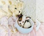 Small #25 Chihuahua