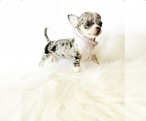 Chihuahua Puppy for sale in SACRAMENTO, CA, USA