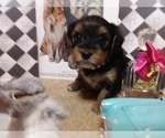 Small Photo #2 Yorkshire Terrier Puppy For Sale in AUSTIN, TX, USA