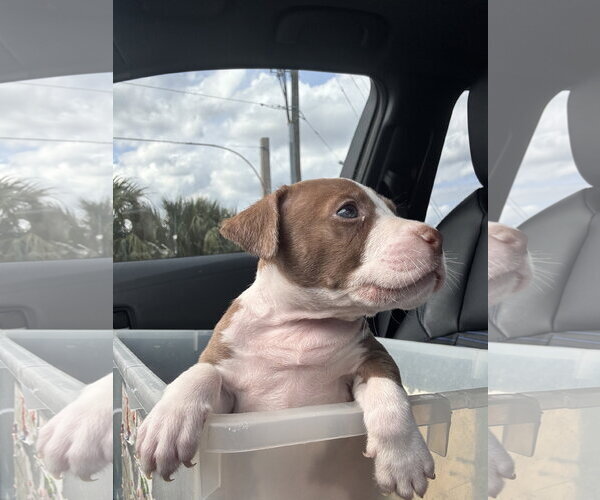 Medium Photo #8 Mutt Puppy For Sale in Sanford, FL, USA