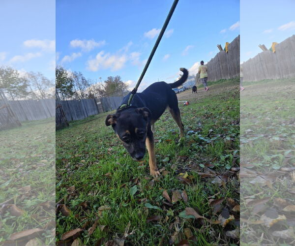 Medium Photo #1 Mountain Cur-Unknown Mix Puppy For Sale in Jackson, MS, USA