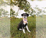 Small #8 Collie-Labrador Retriever Mix