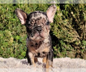 French Bulldog Puppy for sale in BOSTON, MA, USA