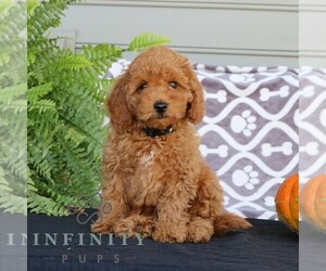 Cavapoo Puppy for sale in PARKESBURG, PA, USA