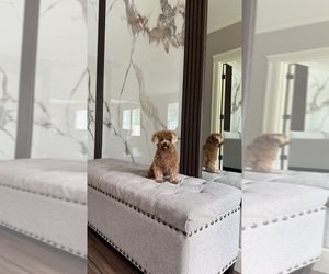 Poodle (Toy) Puppy for sale in PORTLAND, OR, USA