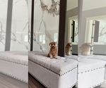 Lucy - Female Poodle (Toy) Puppy for Sale - Small photo