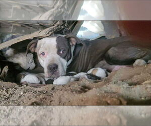Cookie - Male American Staffordshire Terrier-Unknown Mix Dog for Adoption - Photo #2