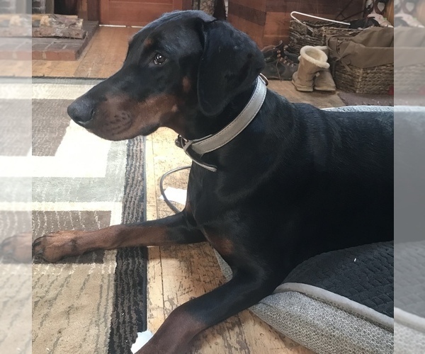 Medium Photo #25 Doberman Pinscher Puppy For Sale in SCAPPOOSE, OR, USA