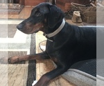 Small Photo #25 Doberman Pinscher Puppy For Sale in SCAPPOOSE, OR, USA