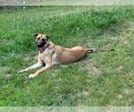 Small #19 German Shepherd Dog Mix