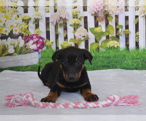 Rottweiler-Unknown Mix Dogs for adoption in Oroville, CA, USA