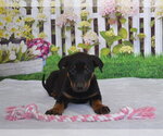Small Rottweiler Mix