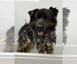 Small #6 German Shepherd Dog