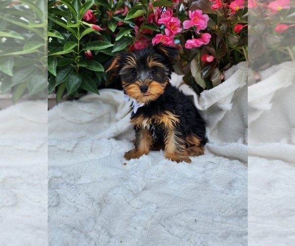 Medium Photo #4 Yorkshire Terrier Puppy For Sale in INDIANAPOLIS, IN, USA