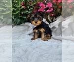 Small #3 Yorkshire Terrier