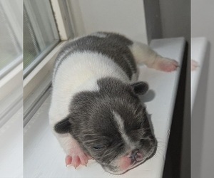 French Bulldog Puppy for sale in ATLANTA, GA, USA