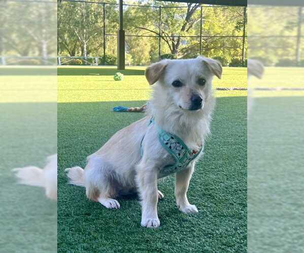 Medium Photo #4 Beagle-Unknown Mix Puppy For Sale in Agoura Hills, CA, USA