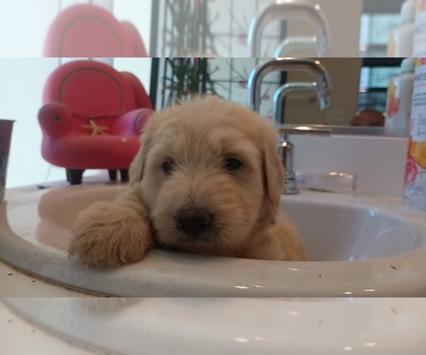 Medium Photo #3 Labradoodle Puppy For Sale in DIXON, CA, USA