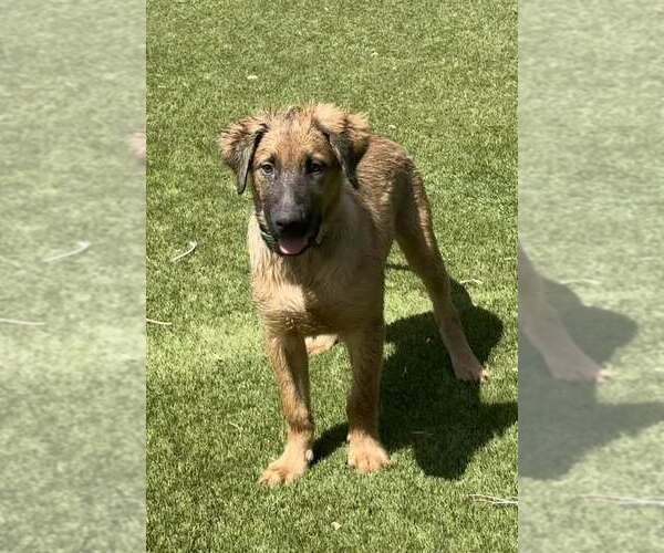 Medium Photo #2 Black Mouth Cur-Unknown Mix Puppy For Sale in Cave Creek, AZ, USA