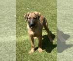 Small #1 Black Mouth Cur Mix