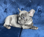 Small Photo #6 French Bulldog Puppy For Sale in LAS VEGAS, NV, USA