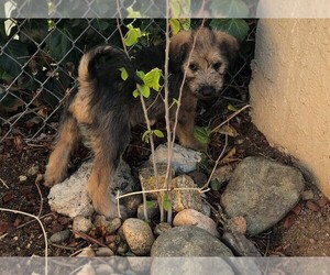 Soft Coated Wheaten Terrier-Unknown Mix Puppy for sale in YORBA LINDA, CA, USA