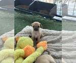 Small #1 Chihuahua Mix