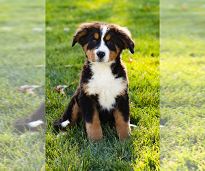 Bernese Mountain Dog Puppy for sale in SHIPSHEWANA, IN, USA