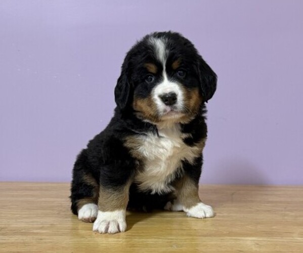 Medium Photo #2 Bernese Mountain Dog Puppy For Sale in WITHEE, WI, USA