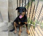 Small #1 Rottweiler