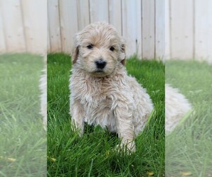 Goldendoodle Puppy for sale in MOUNT VERNON, WA, USA