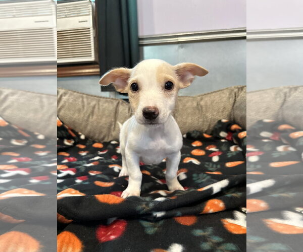 Medium Photo #2 Mutt Puppy For Sale in Pacolet, SC, USA