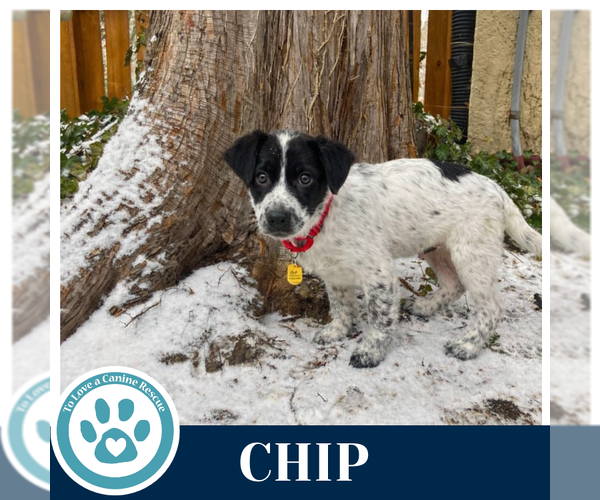 Medium Photo #1 Labrador Retriever-Unknown Mix Puppy For Sale in Kimberton, PA, USA