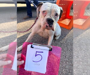 Boxer Dogs for adoption in Dumont, NJ, USA