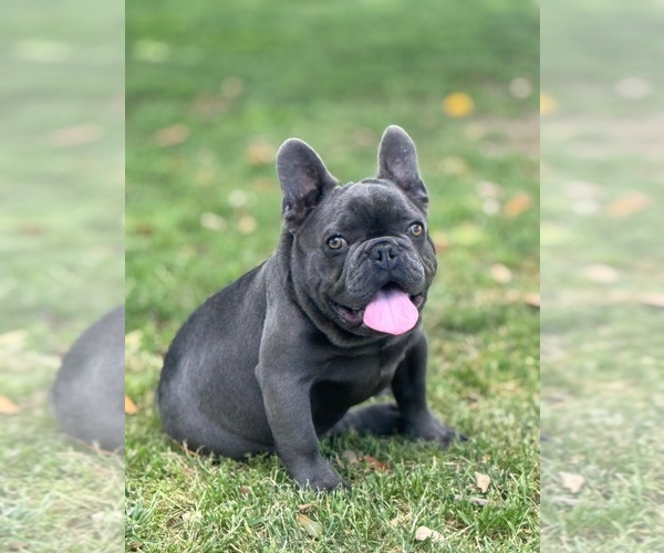 Medium Photo #1 French Bulldog Puppy For Sale in MADERA, CA, USA