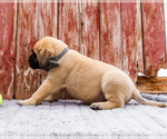 Small Photo #87 Mastiff Puppy For Sale in WAKARUSA, IN, USA