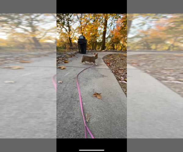 Medium Photo #19 Pembroke Welsh Corgi Puppy For Sale in INDEPENDENCE, MO, USA