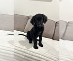 Boston (B Squad) - Male Labrador Retriever-Unknown Mix Dog for Adoption - Small photo
