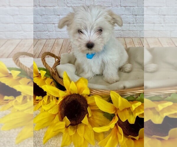 Medium Photo #1 Maltese Puppy For Sale in COTTONTOWN, TN, USA