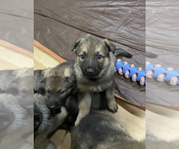 Medium Photo #19 German Shepherd Dog Puppy For Sale in MADISON HEIGHTS, VA, USA