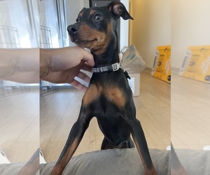 Miniature Pinscher Puppy for Sale in LOS ANGELES, California USA