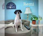 Small #1 Rat Terrier Mix