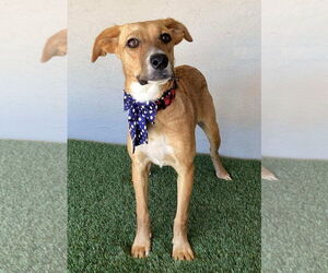 Marla - Female Boxador Dog for Adoption - Photo #2