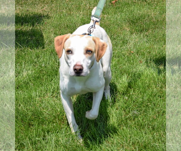 Medium Photo #4 American Foxhound-Beagle Mix Puppy For Sale in Huntley, IL, USA
