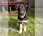 Shiloh - Female Mutt Dog for Adoption - Small photo