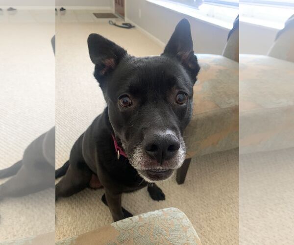 Medium Photo #46 Labrador Retriever-Unknown Mix Puppy For Sale in Pompano Beach , FL, USA