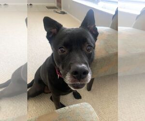 Sadie - Female Labrador Retriever-Unknown Mix Dog for Adoption - Photo #46