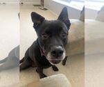 Small #45 Labrador Retriever Mix